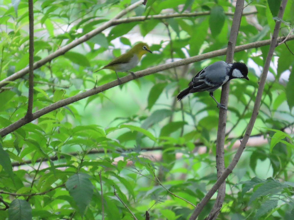 Asian Tit (Cinereous) - ML641696894