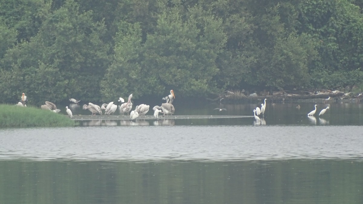 Spot-billed Pelican - ML641696907