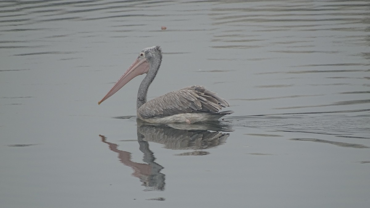 Spot-billed Pelican - ML641696909