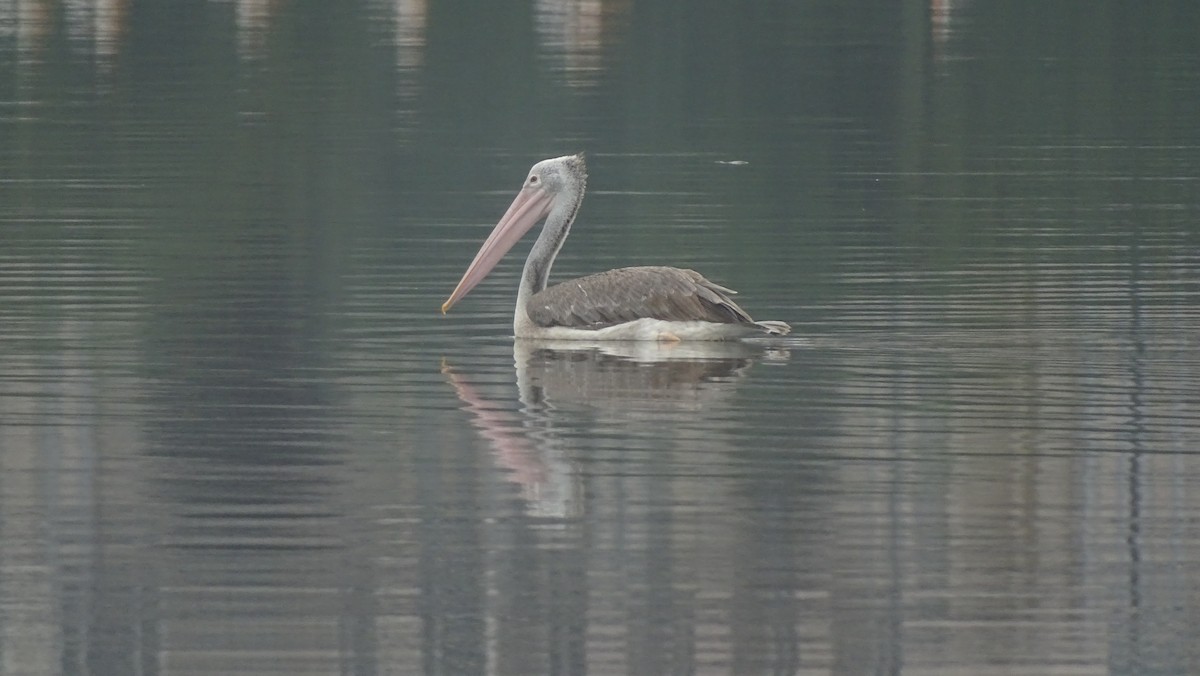 Spot-billed Pelican - ML641696910