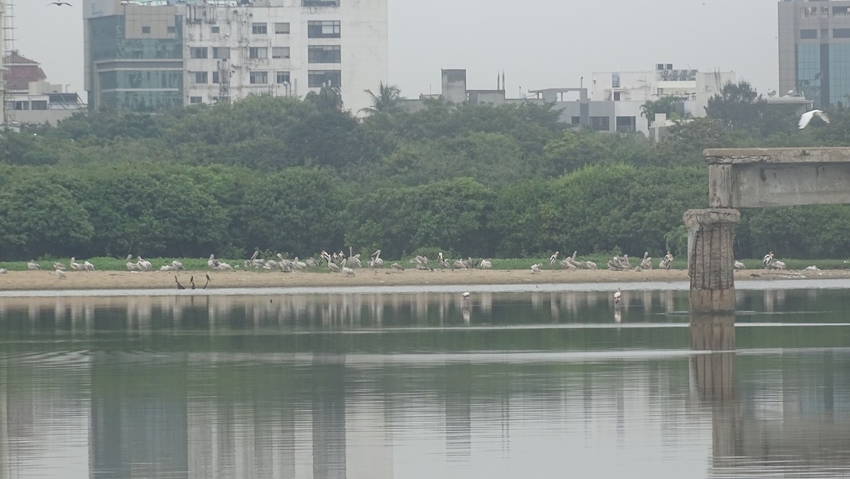 Spot-billed Pelican - ML641696911