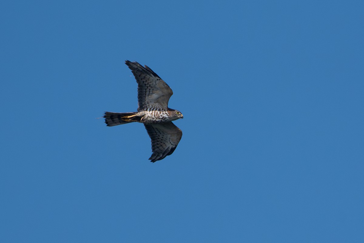 Chinese Sparrowhawk - ML641696992