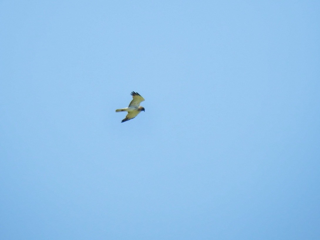 Eastern Marsh Harrier - ML641697001