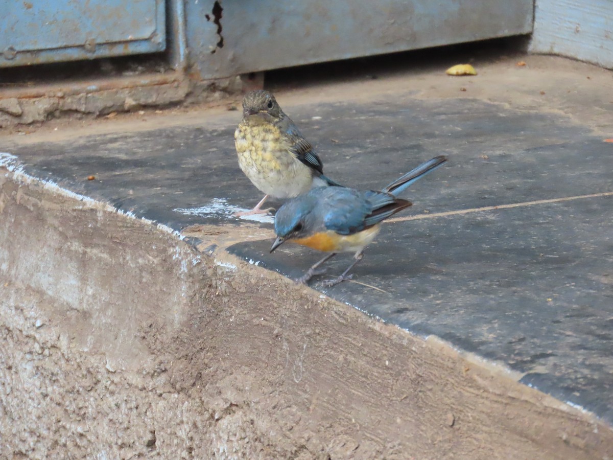 Tickell's Blue Flycatcher - ML641697005