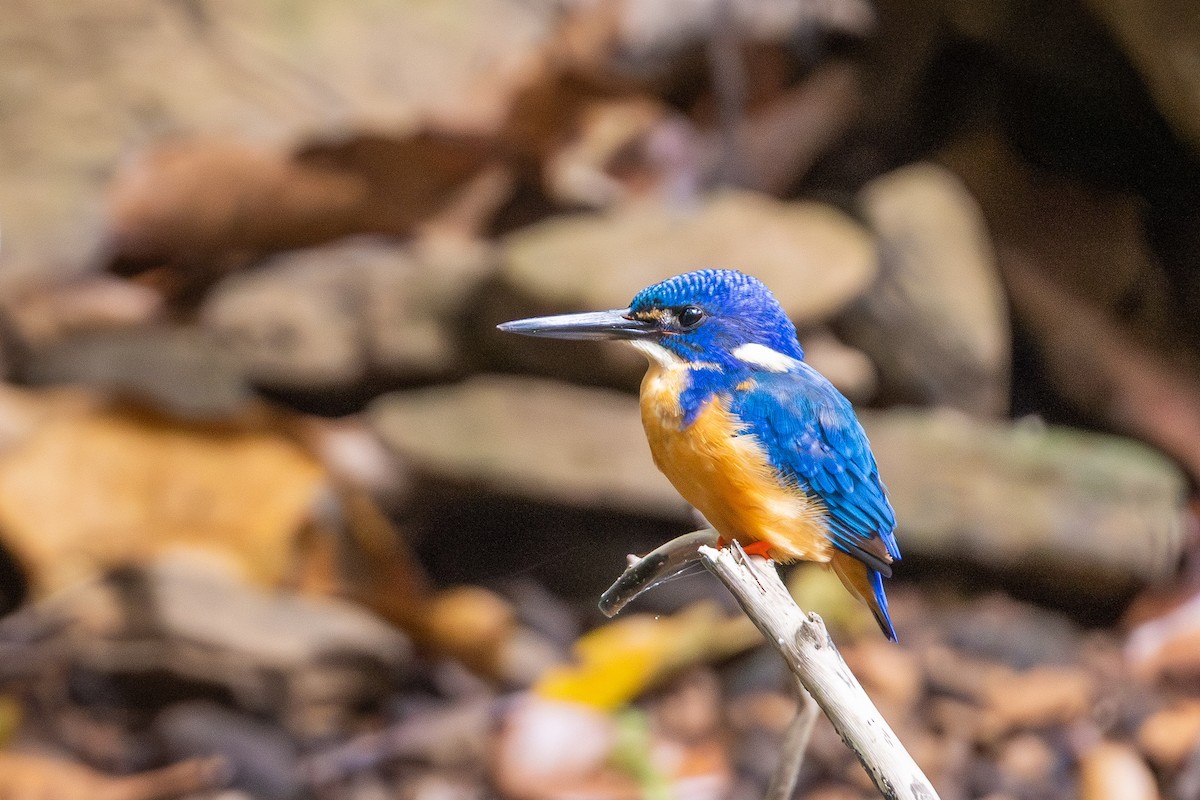 Half-collared Kingfisher - ML641697012