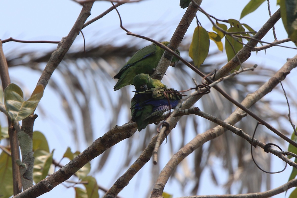 Dusky-billed Parrotlet - ML641697037
