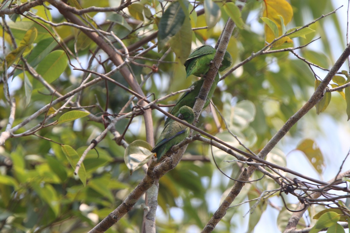 Dusky-billed Parrotlet - ML641697039