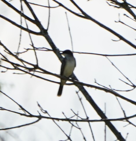 Eastern Kingbird - ML641697074