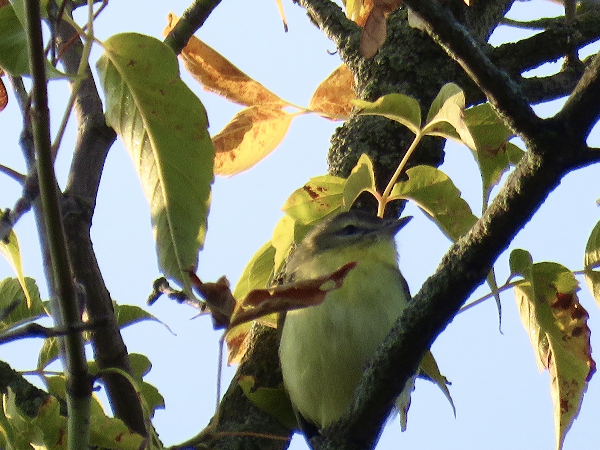 Vireo de Filadelfia - ML641697112
