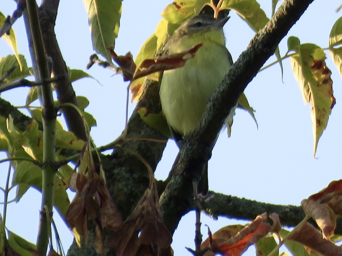 Vireo de Filadelfia - ML641697118