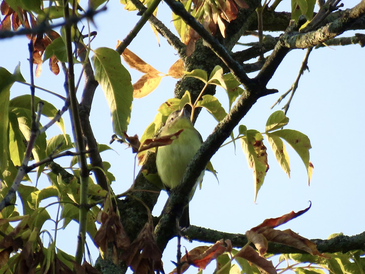 Vireo de Filadelfia - ML641697119