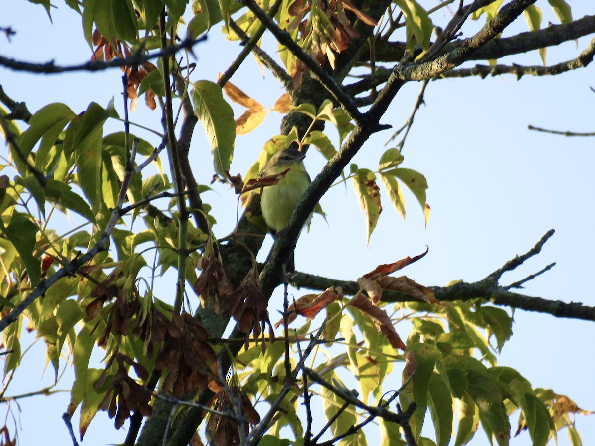 Vireo de Filadelfia - ML641697120