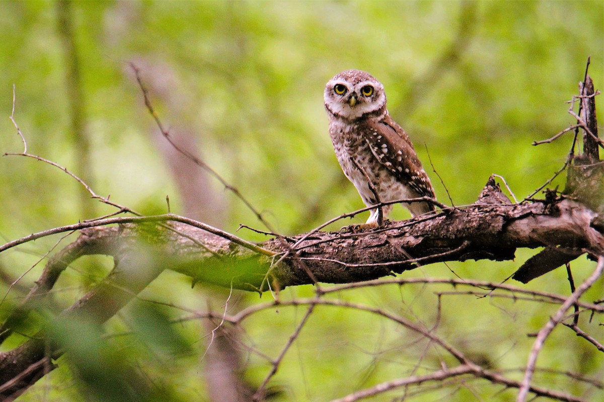 Spotted Owlet - ML641697137