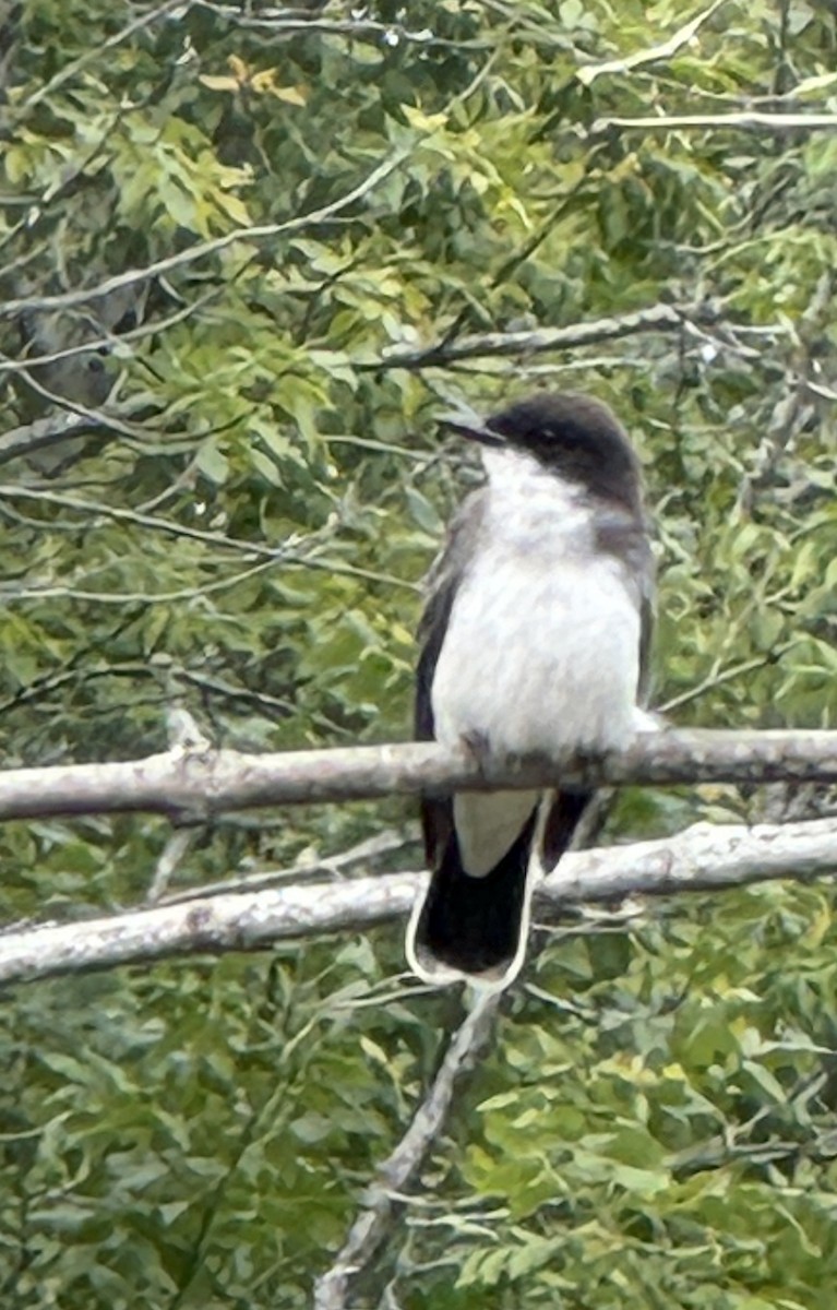 Eastern Kingbird - ML641697140