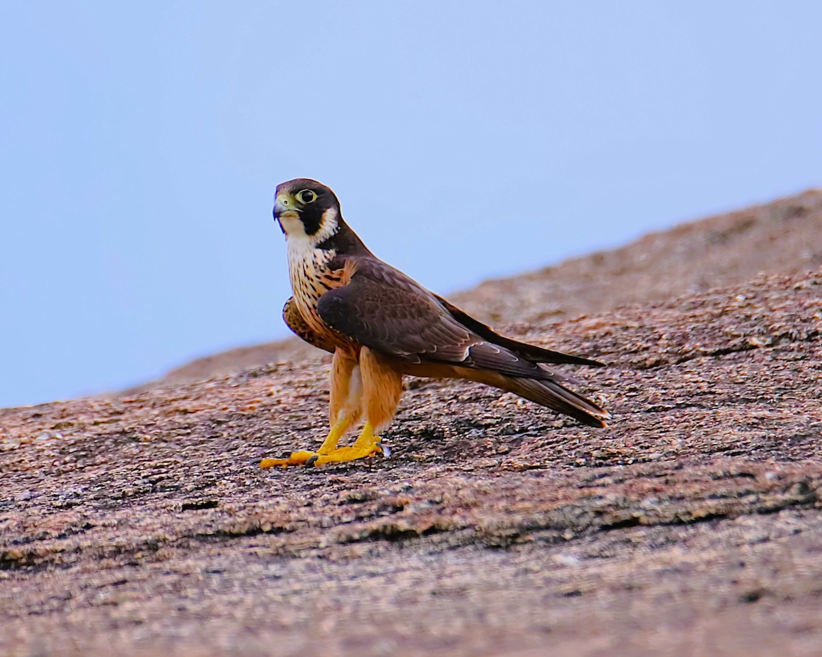 Falco sp. - ML641697147