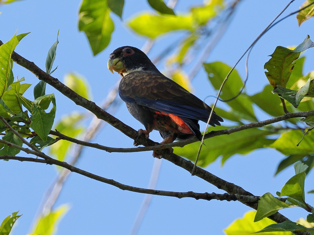 Bronze-winged Parrot - ML641697161