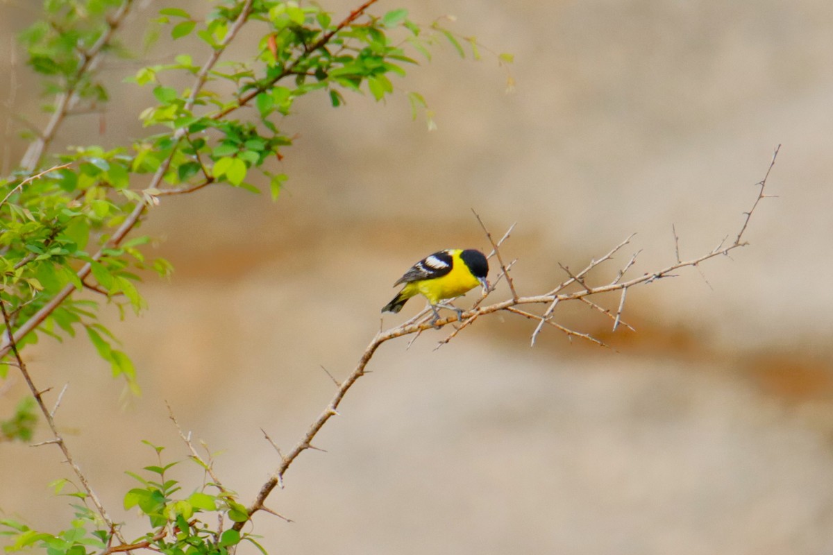 Common Iora - ML641697167