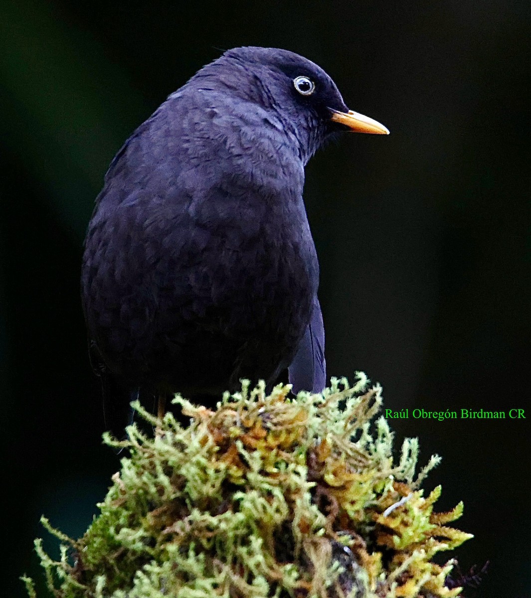 Sooty Thrush - ML641697184