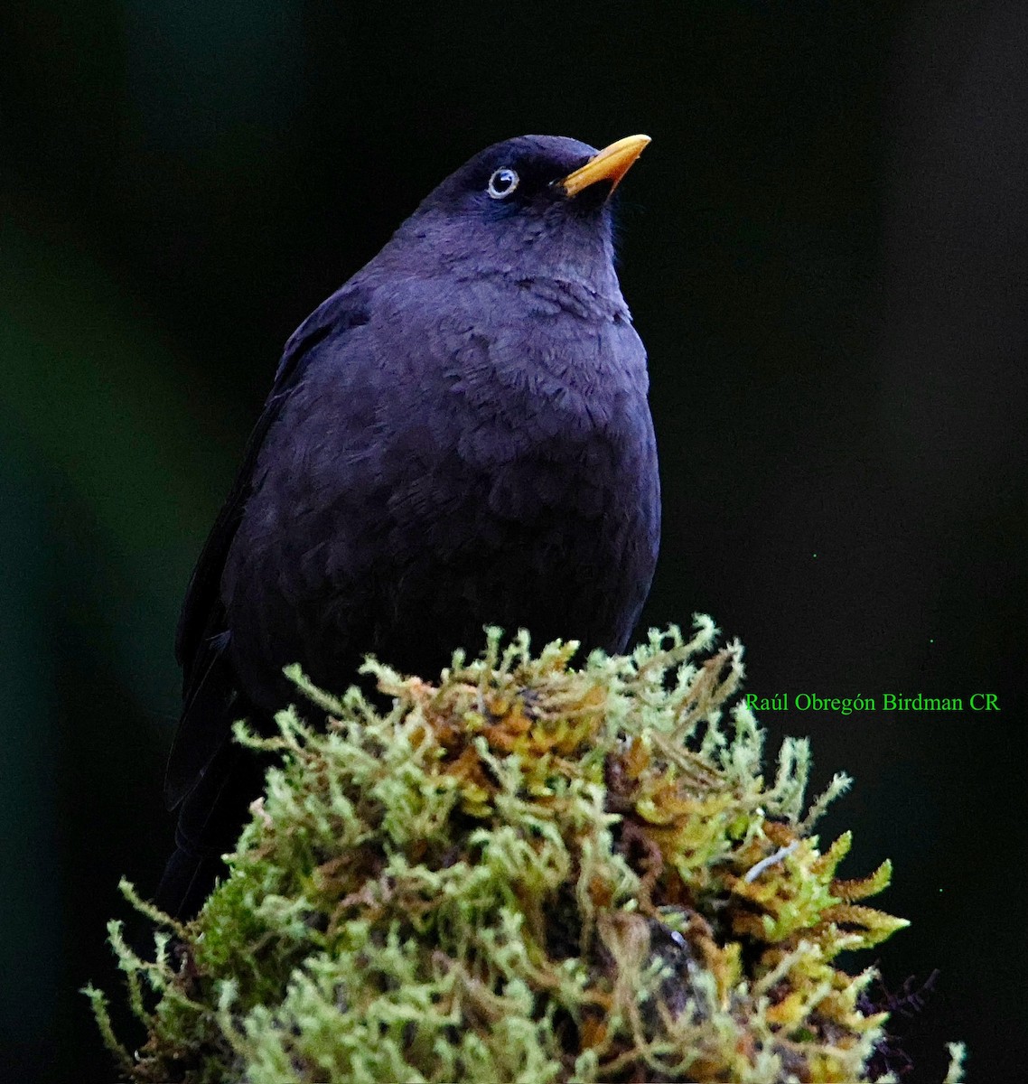 Sooty Thrush - ML641697185