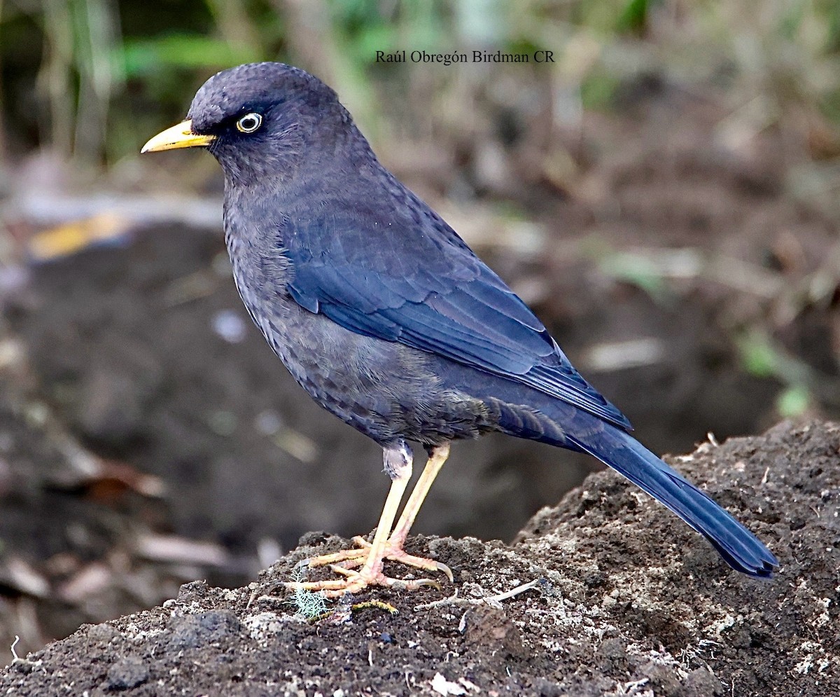 Sooty Thrush - ML641697186