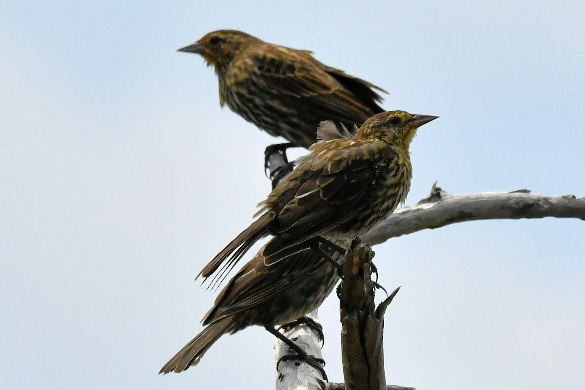 Red-winged Blackbird - ML641697208