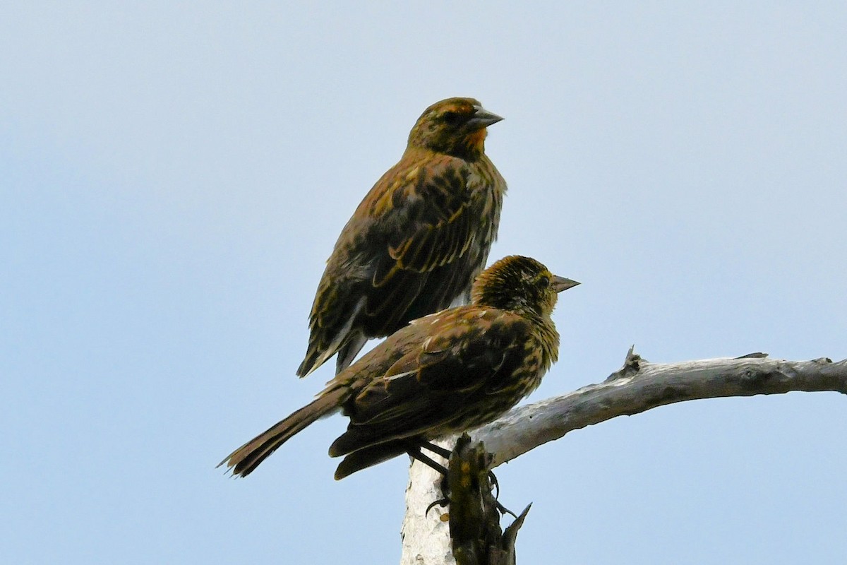 Red-winged Blackbird - ML641697209