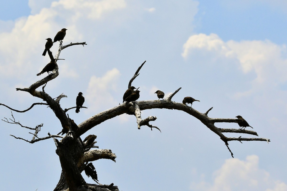 Red-winged Blackbird - ML641697210