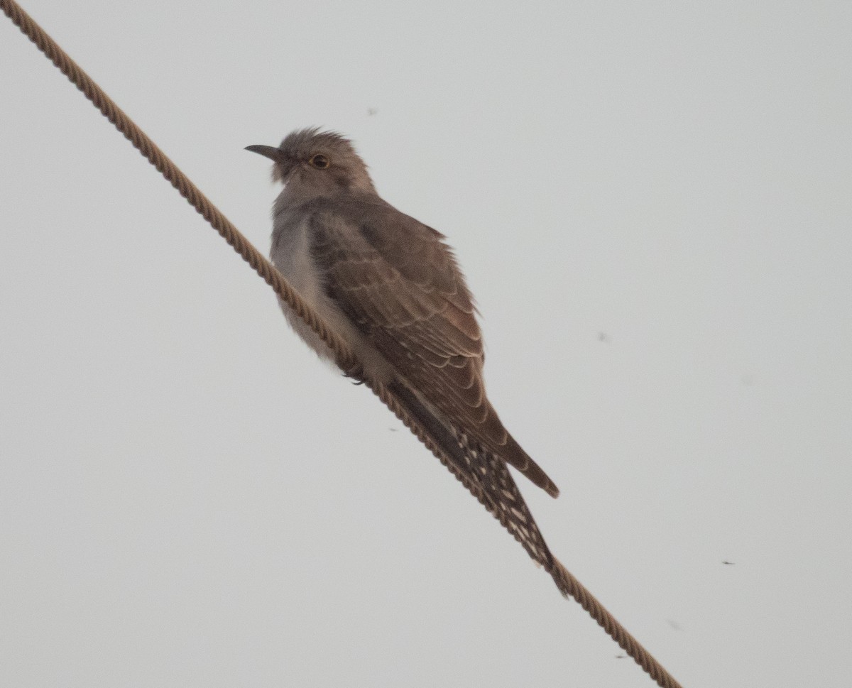 Pallid Cuckoo - ML641697218