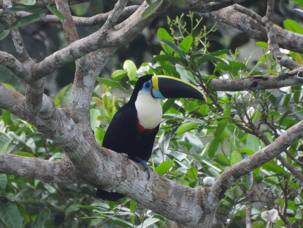 White-throated Toucan - ML641697236