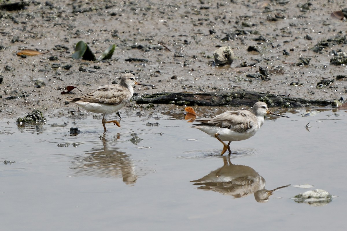 Terek Sandpiper - ML641697241