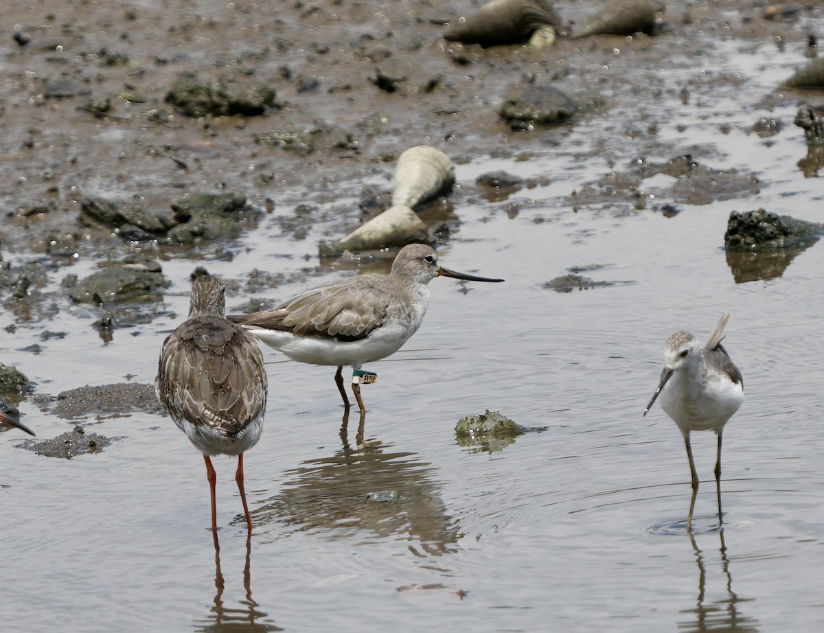 Terek Sandpiper - ML641697242