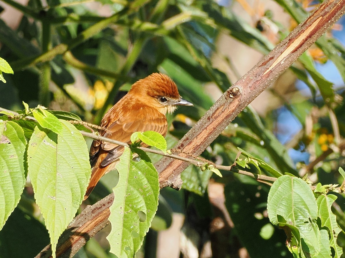 Cinnamon Becard - ML641697245