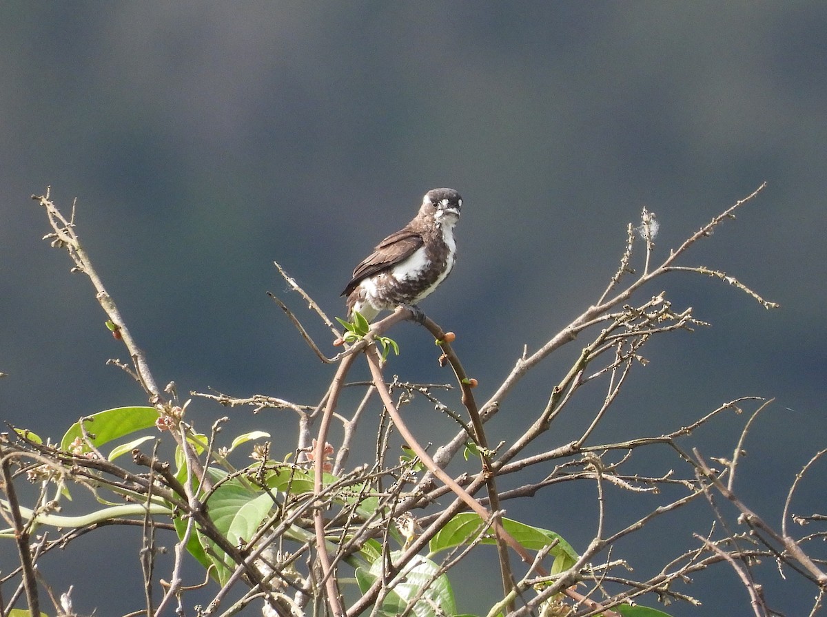 White-browed Purpletuft - ML641697250