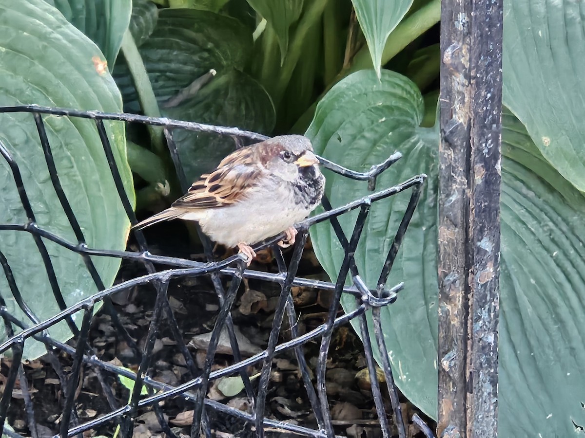 House Sparrow - ML641697254