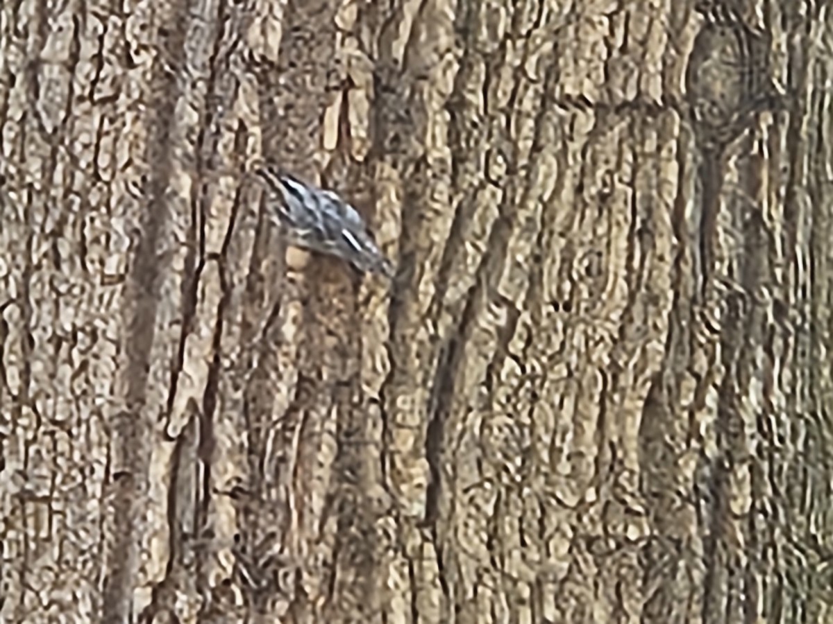 Black-and-white Warbler - ML641697300