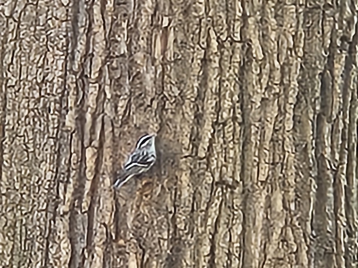 Black-and-white Warbler - ML641697302