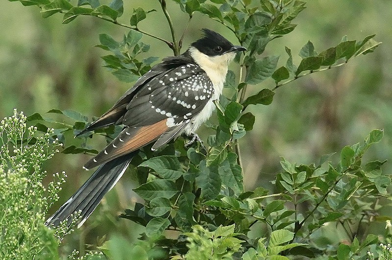 Great Spotted Cuckoo - ML641697313