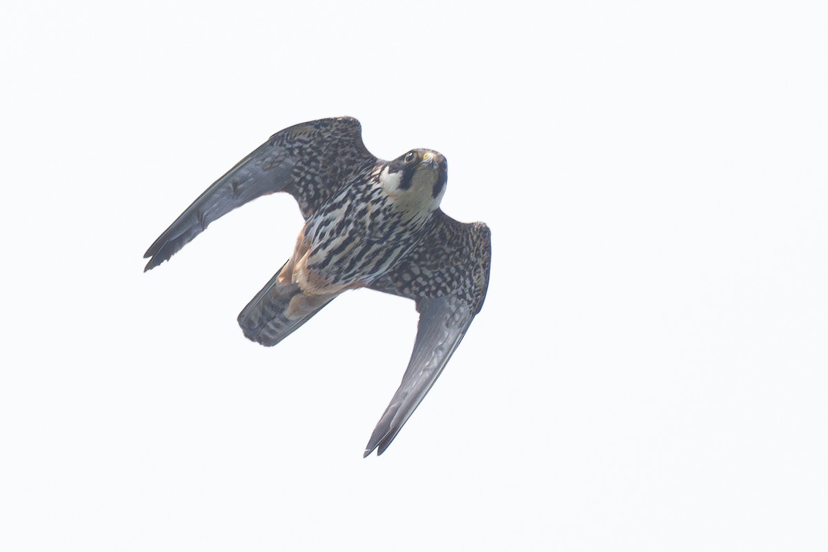Eurasian Hobby - ML641697347