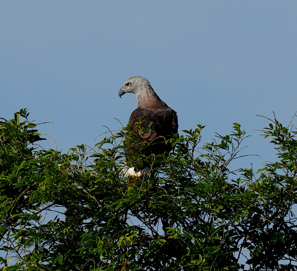 Gray-headed Fish-Eagle - ML641697373