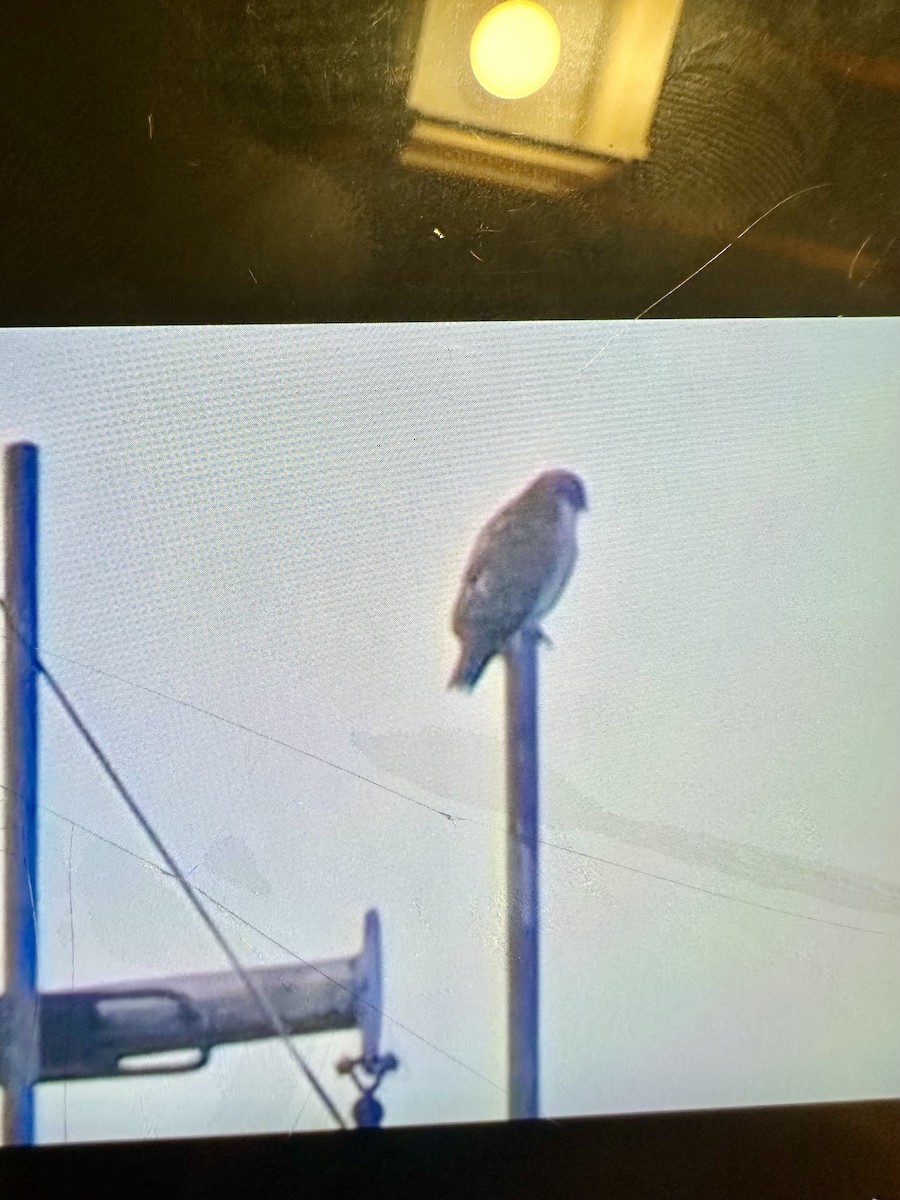 Red-tailed Hawk - ML641697374