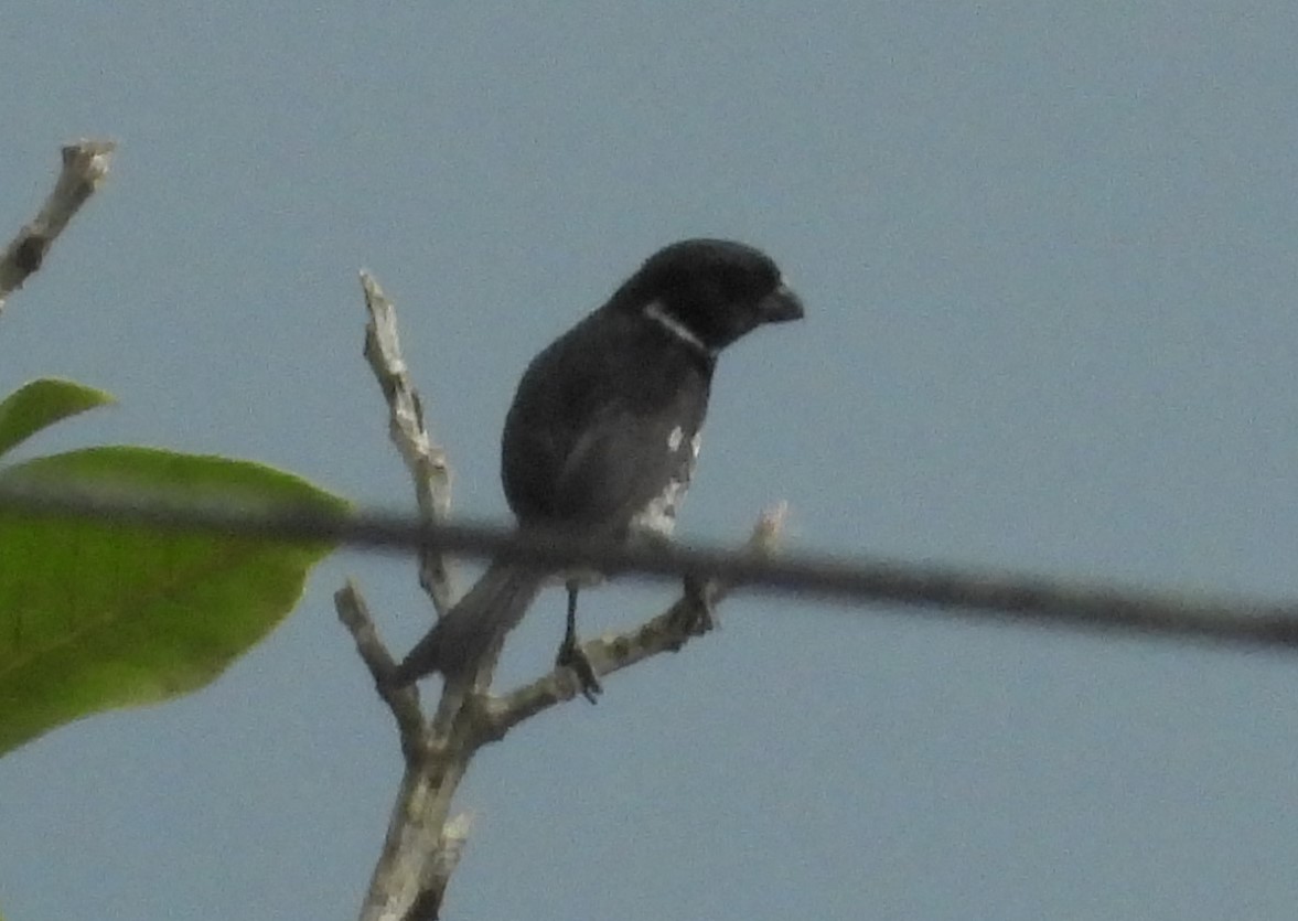 Variable Seedeater - ML641697383
