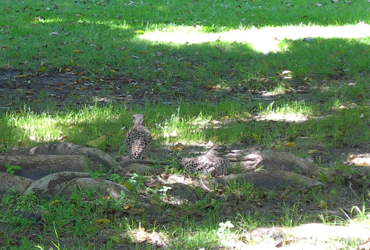 Spotted Thick-knee - ML641697388