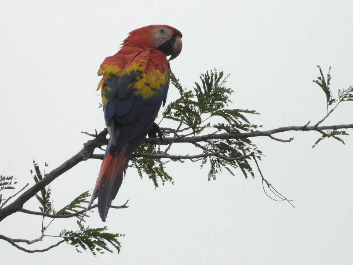 Scarlet Macaw - ML641697417