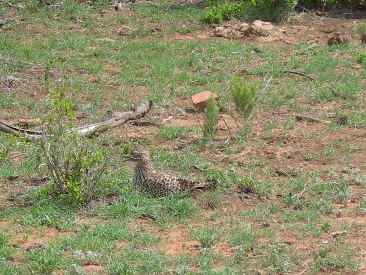 Spotted Thick-knee - ML641697418