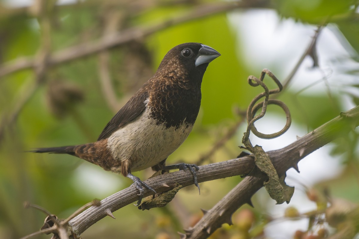 White-rumped Munia - ML641697420