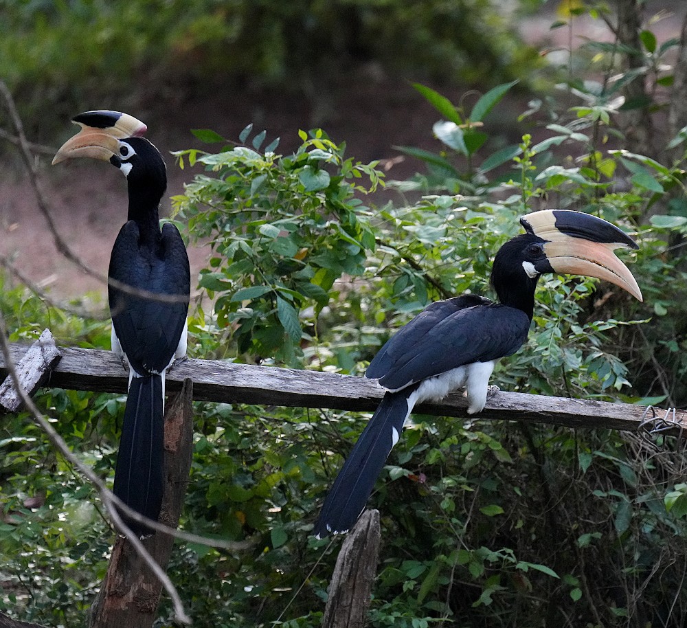 Malabar Pied-Hornbill - ML641697434