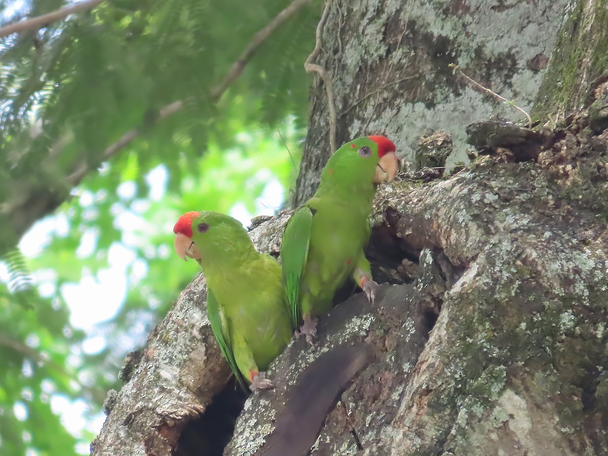Scarlet-fronted Parakeet - ML641697440