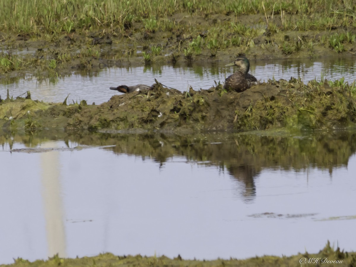 Mallard x American Black Duck (hybrid) - ML641697452