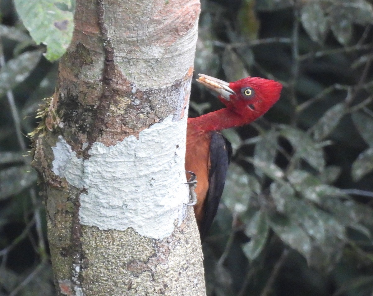 Red-necked Woodpecker - ML641697455