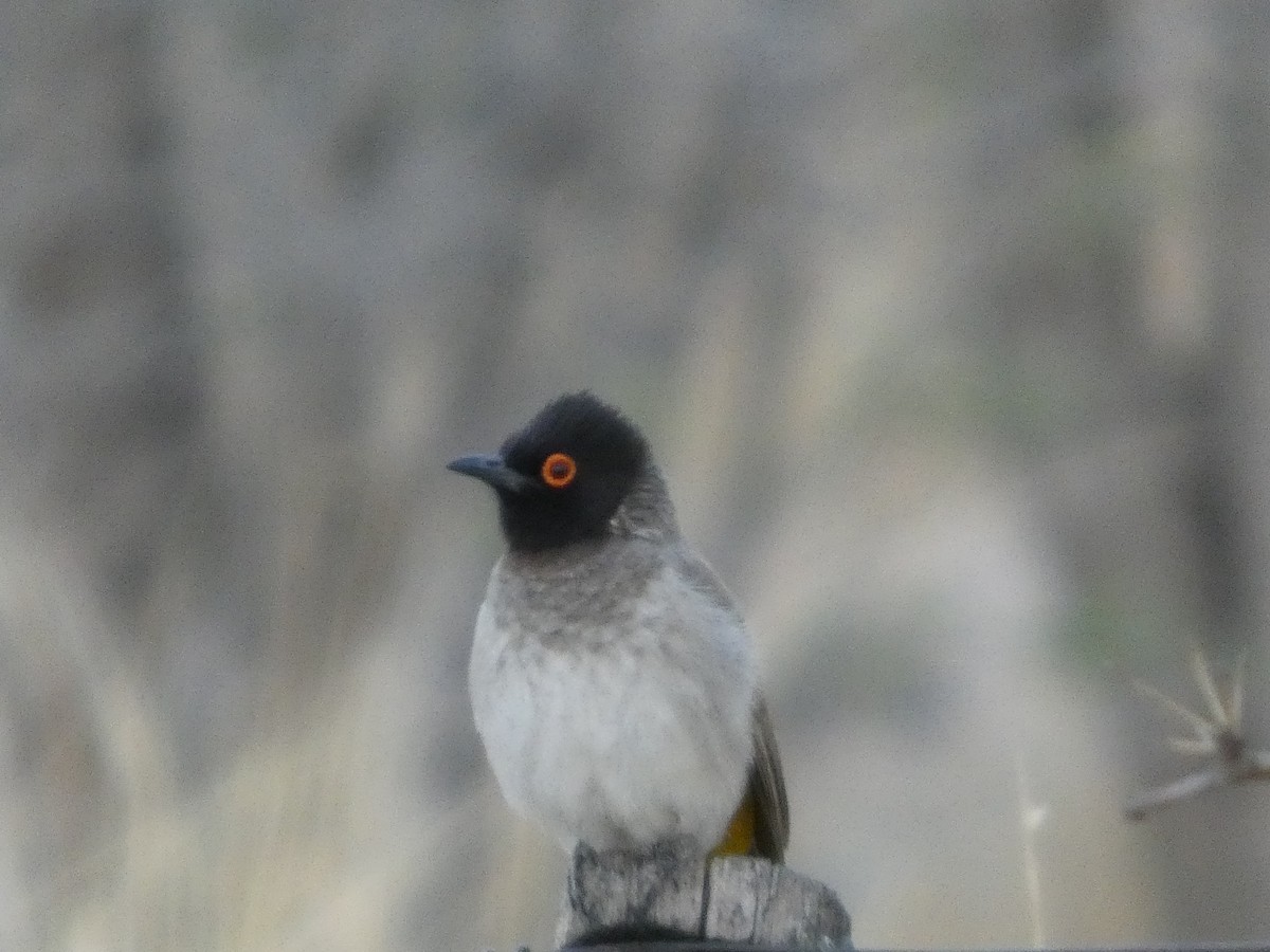 Black-fronted Bulbul - ML641697462